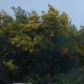 елементами