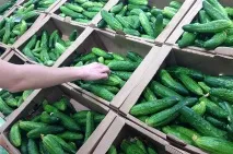 А перевіримо-но томати на небезпечні нітрати! нітрати