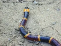 Арлекіновий або Східний аспід (Micrurus fulvius fulvius) східний