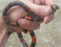 Арлекіновий або Східний аспід (Micrurus fulvius fulvius) його