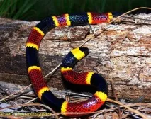 Арлекіновий або Східний аспід (Micrurus fulvius fulvius) східний