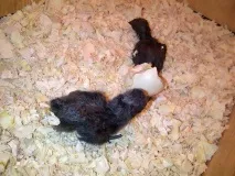 Аям валізи (ayam cemani) cemani