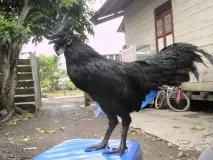 Аям валізи (ayam cemani) cemani