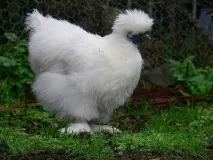 Аям валізи (ayam cemani) валізи