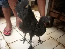 Аям валізи (ayam cemani) валізи