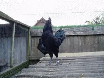 Аям валізи (ayam cemani) валізи