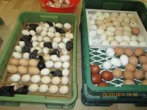 Аям валізи (ayam cemani) ayam