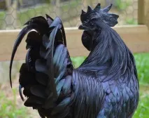 Аям валізи (ayam cemani) валізи
