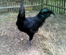 Аям валізи (ayam cemani) валізи