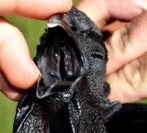Аям валізи (ayam cemani) курей