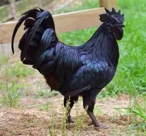 Аям валізи (ayam cemani) курей