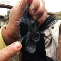 Аям валізи (ayam cemani) курей
