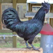 Аям валізи (ayam cemani) валізи