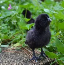 Аям валізи (ayam cemani) курей