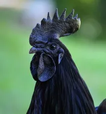 Аям валізи (ayam cemani) ayam