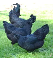 Аям валізи (ayam cemani) cemani