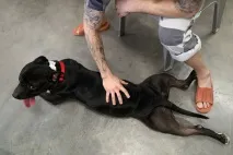 собака