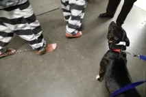 язнених