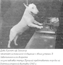 Маккей-Сміт. Ознайомлення з бультер’єром. бультер