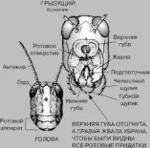 комах