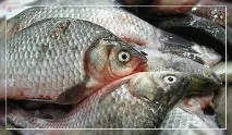 Річкова риба з глистами чи можна їсти глистами