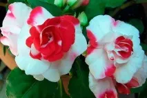 impatiens