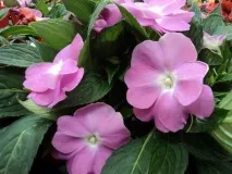 impatiens