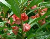 impatiens