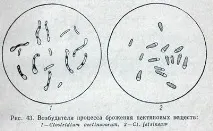 ферментация