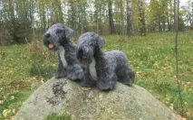 Чеський тер’єр породи