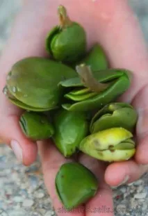 aviccenia