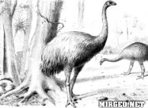 Dinornis