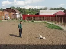 Дресирування собак свого