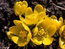 Ерантиси зимовий фото квітів на снігу та опис вирощування фото