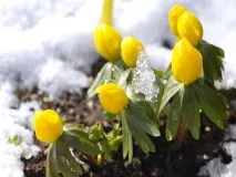 Ерантиси зимовий фото квітів на снігу та опис вирощування ерантиси