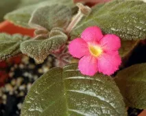 episcia