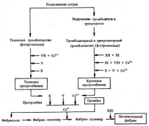 ФАКТОРИ Згортання крові - Студопедія крові