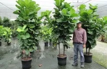 Фікус Ліроподібний догляд та формування в домашніх умовах догляд
