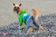 ForMyDogs – недорогий одяг для собак, але високої якості собак