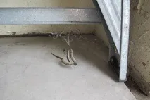 гігантський