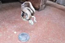 схопив