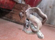 схопив