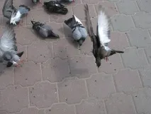 новини