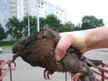 новини