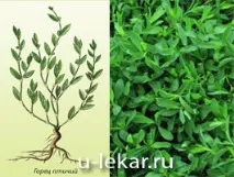 Горець пташиний (Спориш, конотоп) спориш