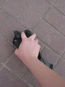 кризи