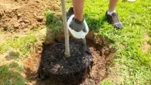 Груша Любимица Клаппа опис та характеристика сорту, гідності та недоліки, особливості характеристика