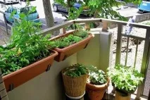 Ідеї саду на балконі саду