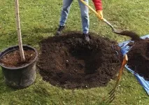 Груша Любимица Клаппа опис та характеристика сорту, гідності та недоліки, особливості сорту