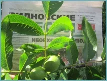 Грецький горіх у Підмосков’ї, посадка та догляд, хвороби та добрива сорту, вирощування та розмноження, грецький